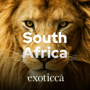 What to read (and listen to) about South Africa