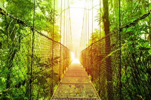 Tours of the  Rainforest: Best destinations - Exoticca Blog