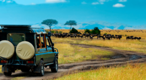Best African safaris and wildlife tourss