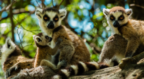 Madagascar travel tips