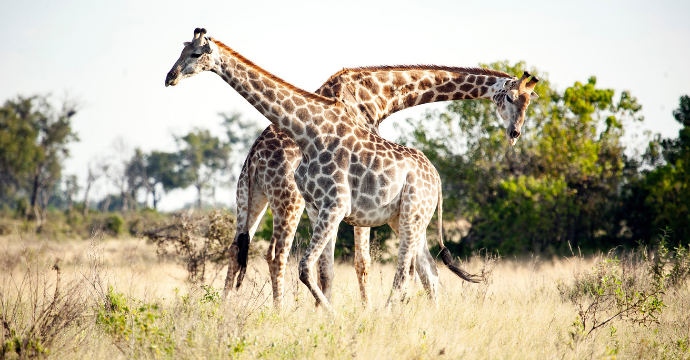Botswana - best African safaris