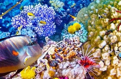 pez en la barrera de coral de australia