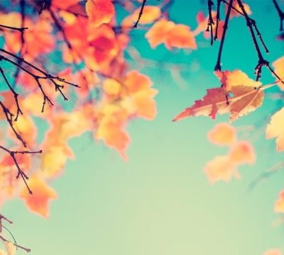árboles en otoño