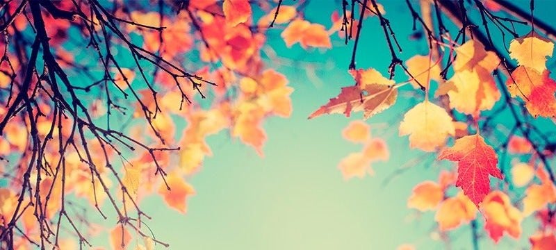 árboles en otoño