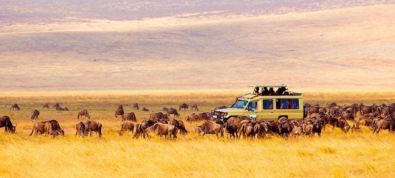 safaris en Africa - coche rodeado de búfalos