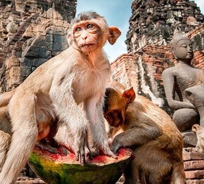 Lopburi