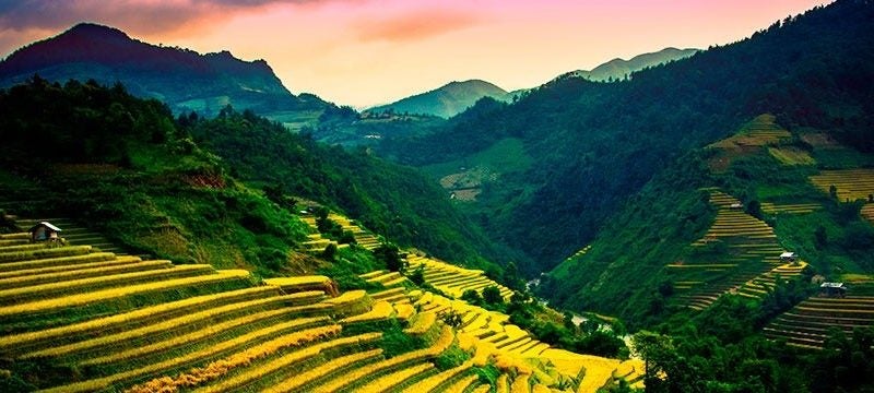campos amarillos en Sapa
