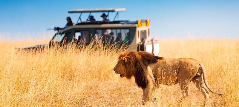 Consejos a tener en cuenta si vas a realizar un safari africano