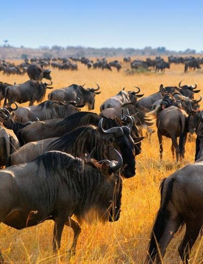 Wildes Gnu