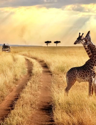 safaris-en-afrique
