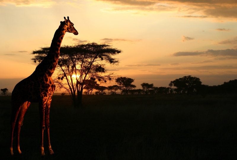 safaris-in-afrika