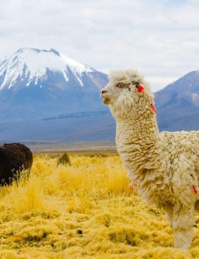 lo mejor de Bolivia
