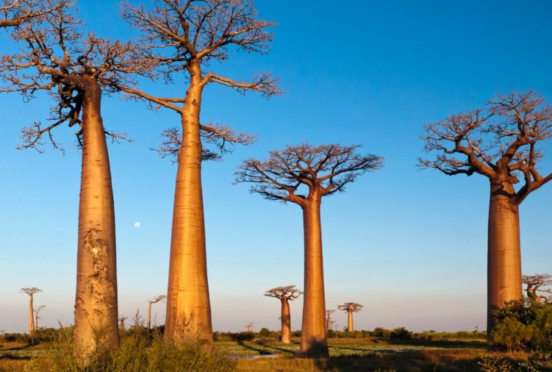 Qué-ver-en-Madagascar