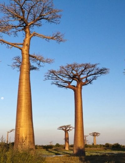 Que voir a Madagascar