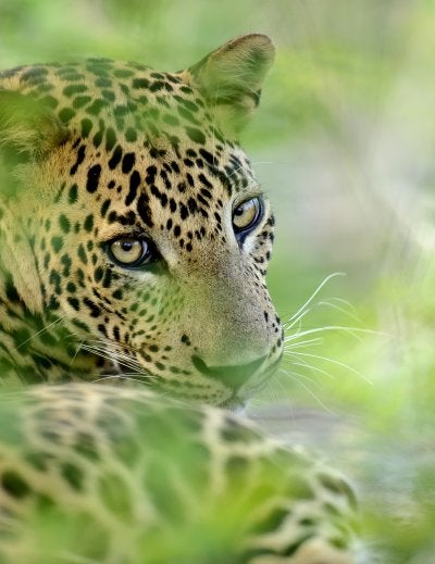 animals in Sri Lanka