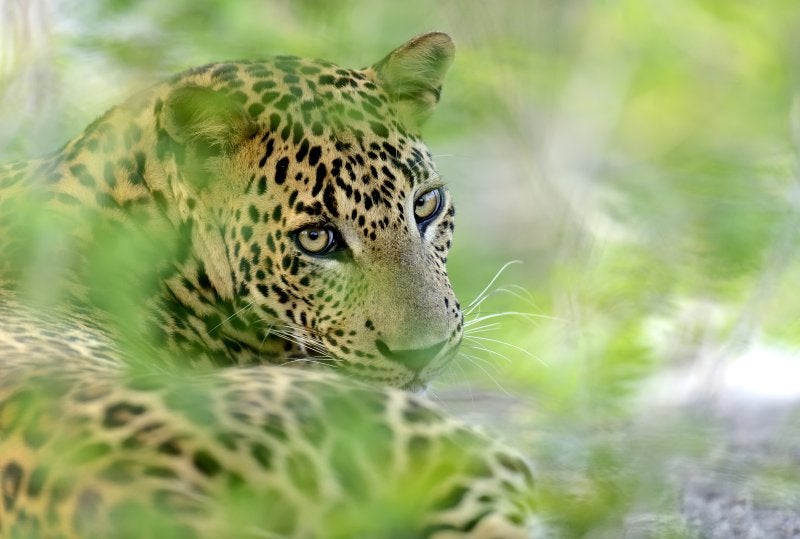animals in Sri Lanka