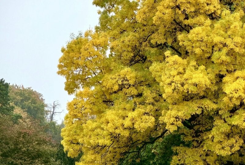 Large golden-leaf ginkgo tree in autumnal Japanese park