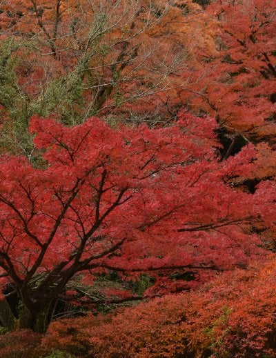 Japanese red maple leaves along hiking trail in cool November
