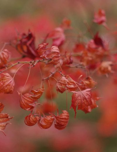 Blooming flower beds in Odori Park for Chrysanthemum Festival in Sapporo