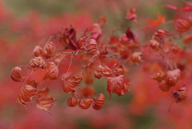 Blooming flower beds in Odori Park for Chrysanthemum Festival in Sapporo