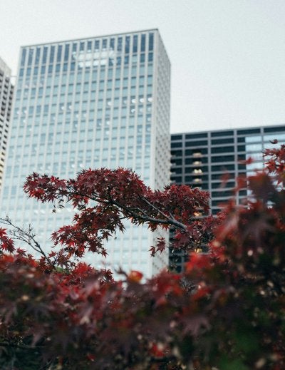 Autumn foliage and city buildings create a festive city view