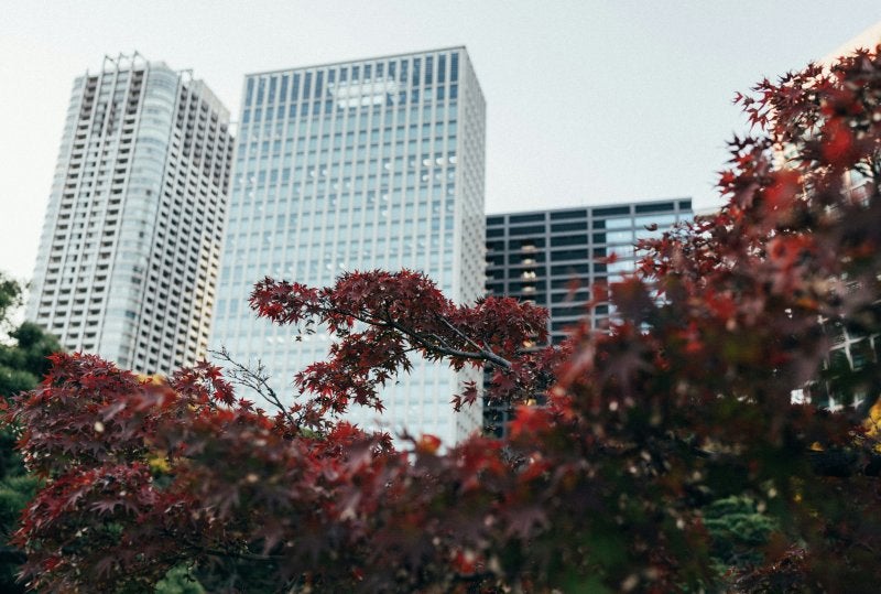 Autumn foliage and city buildings create a festive city view