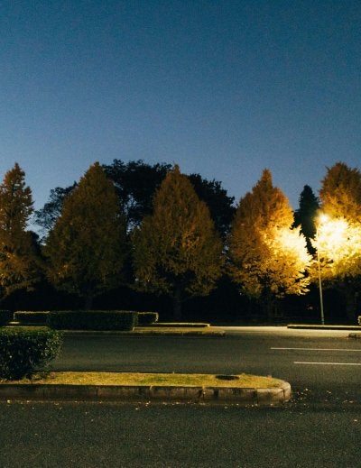 Trees illuminated with golden lights in Tokyo during autumn night event