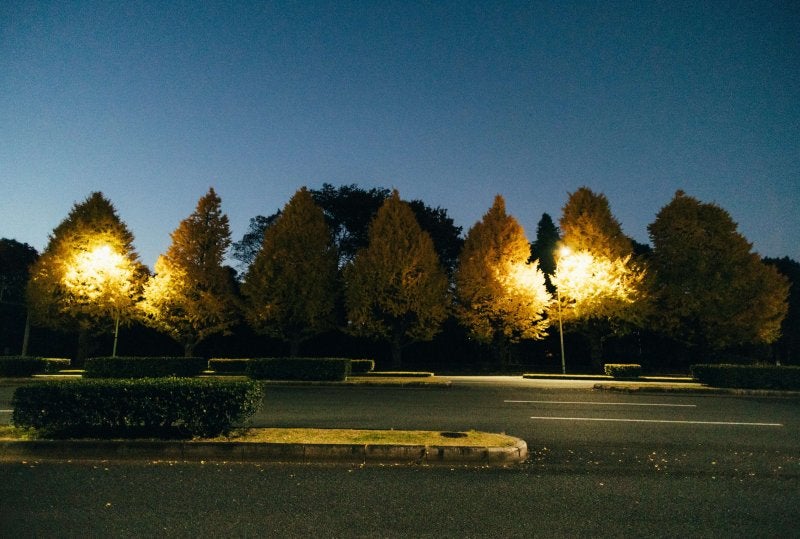 Trees illuminated with golden lights in Tokyo during autumn night event