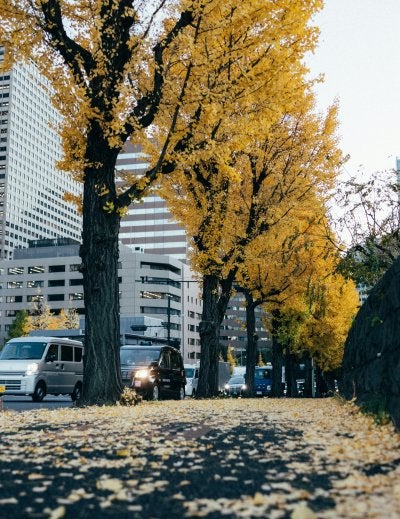 City street in Tokyo lined with golden-yellow trees in autumn