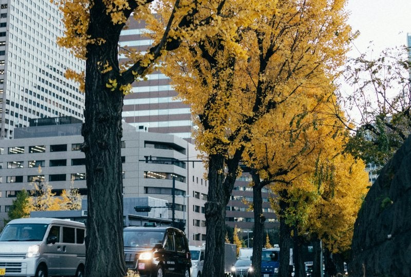 City street in Tokyo lined with golden-yellow trees in autumn