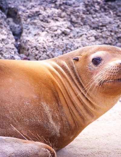 Galapagos Island, Ecuador