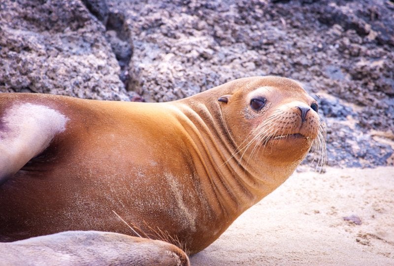 Galapagos Island, Ecuador