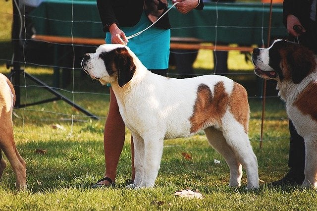 St. Bernard dog at dog show with handler in competition ring
