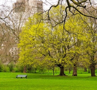 London park in spring with blooming trees and green lawn