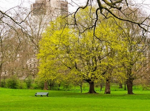 London park in spring with blooming trees and green lawn