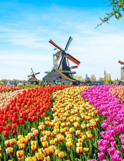Landscape with tulips, traditional dutch windmills and houses near the canal in Zaanse Schans, Netherlands, Europe