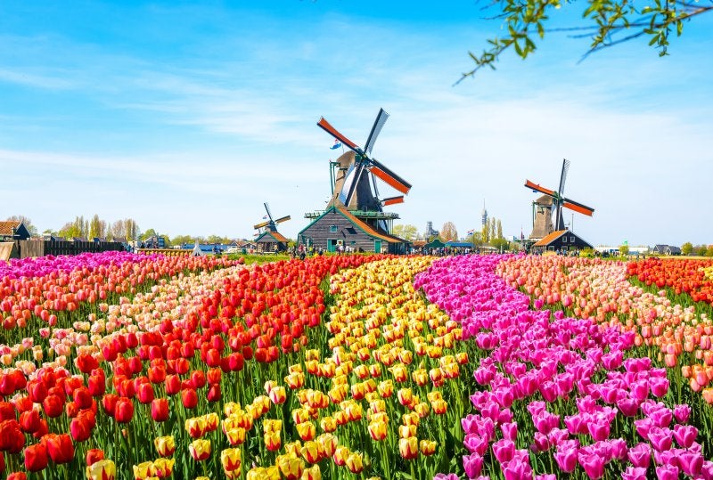 Landscape with tulips, traditional dutch windmills and houses near the canal in Zaanse Schans, Netherlands, Europe