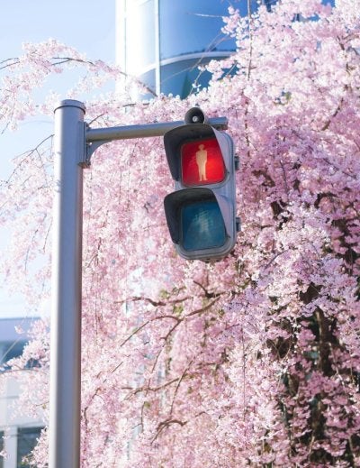 Photograph of cherry blossoms and traffic light in Matsumoto, Japan's spring season.