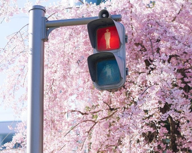 Photograph of cherry blossoms and traffic light in Matsumoto, Japan's spring season.