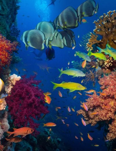 Coral and Fish in Punta Cana