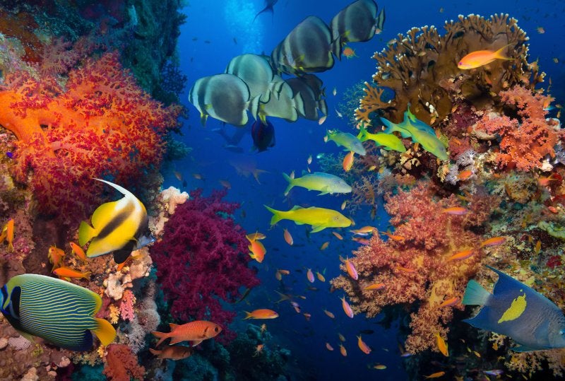 Coral and Fish in Punta Cana