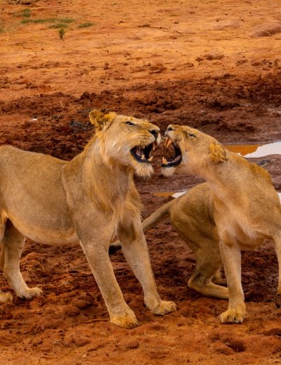 Lions of Tsavo East National Park, Kenya