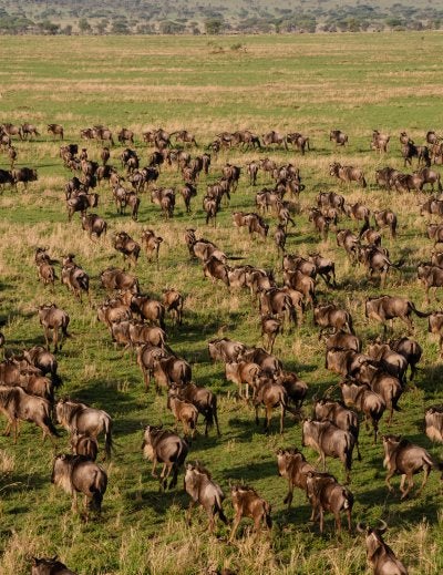 Massive herd of wildebeests migrating across the open plains