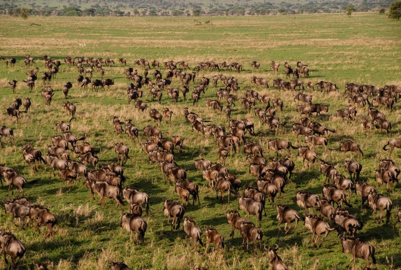 Massive herd of wildebeests migrating across the open plains