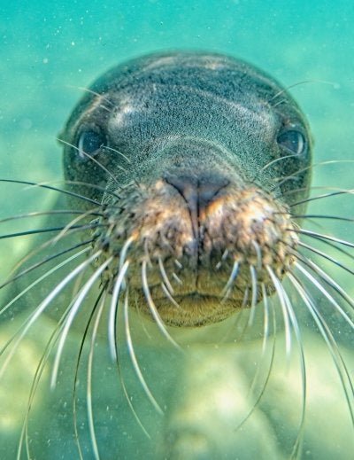 Curious seal pressing its whiskered snout against the camera underwater during a snorkeling trip.