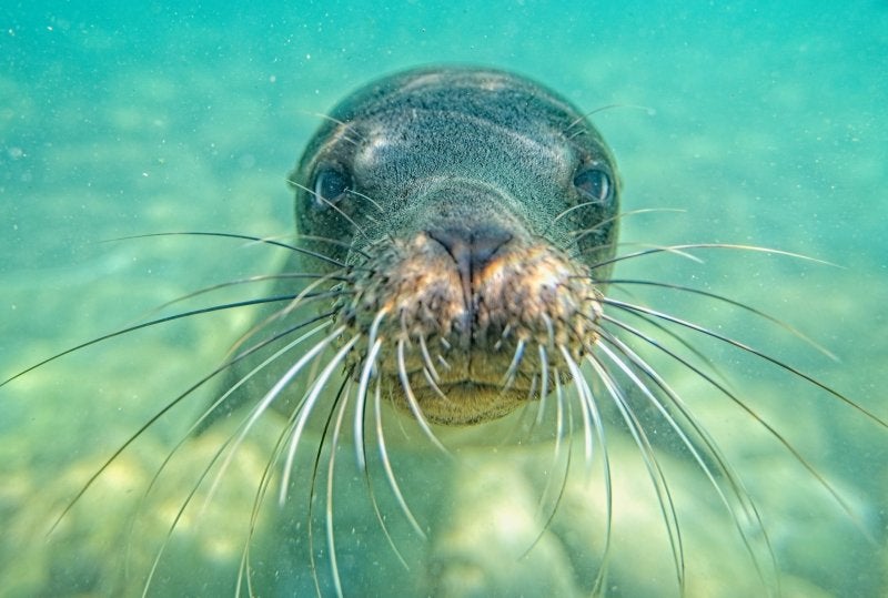 Curious seal pressing its whiskered snout against the camera underwater during a snorkeling trip.