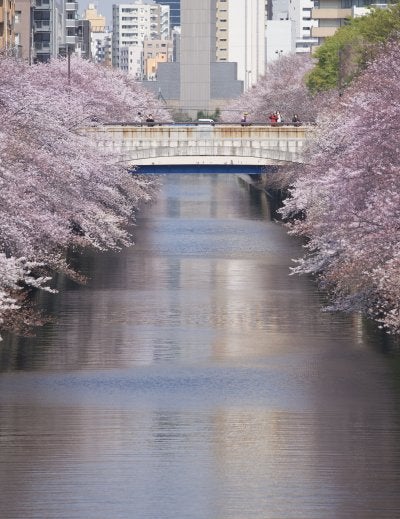 Cherry blossom trees arching over the Meguro River canal in Nakameguro