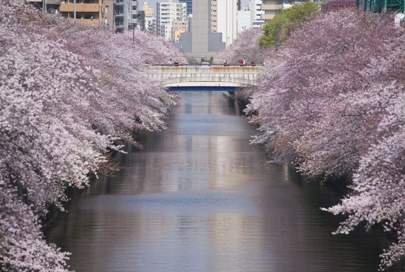 Cherry blossom trees arching over the Meguro River canal in Nakameguro