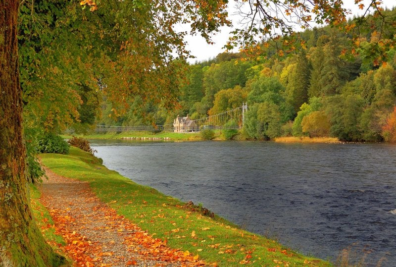 Autumn leaves in Scotland over the River Sprey