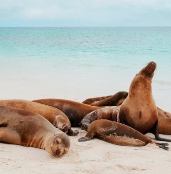 Amazon Adventure & Galapagos Discovery